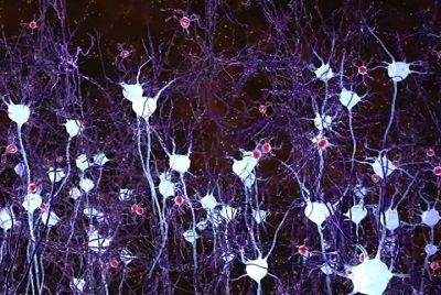 Neurons, microglia, and gamma light therapy